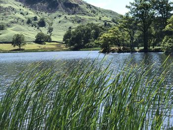 Scenic view of lake by trees against sky