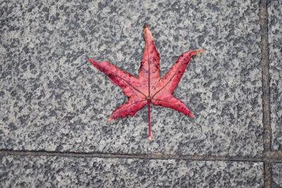 High angle view of red leaf