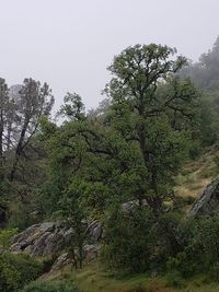 Low angle view of trees in forest against sky