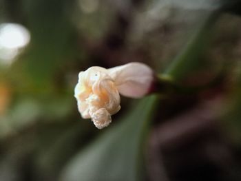 Close-up of fresh rose blooming outdoors