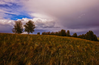 Scenic view of agricultural field against sky