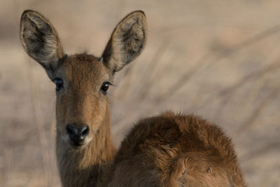 Close-up portrait of deer