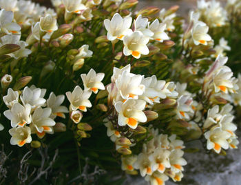 Close-up of white flowers blooming outdoors