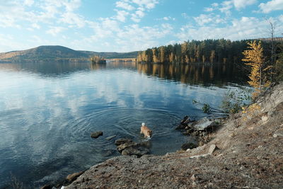 Chow chow dog walks on the lake