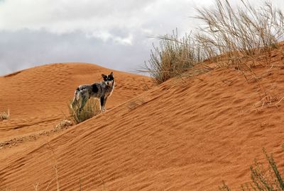 Desert dog