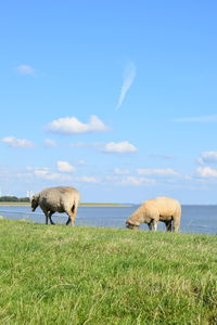 Sheep east frisia, my new life