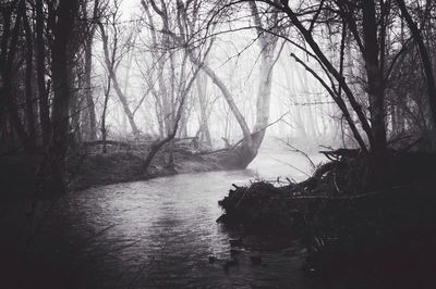 Bare trees by river