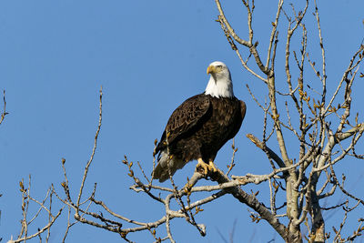 Low angle view of eagle perching on branch against sky