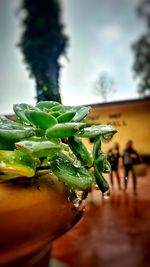 Close-up of wet plant against sky during rainy season