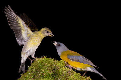 Close-up of birds perching on black background