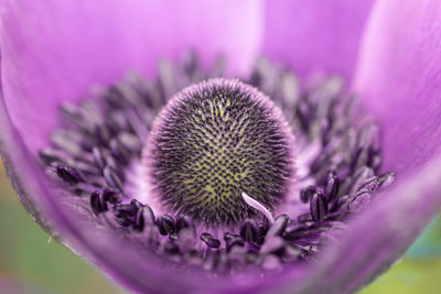 Close-up of pink flower