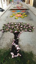 High angle view of pink flowers on footpath