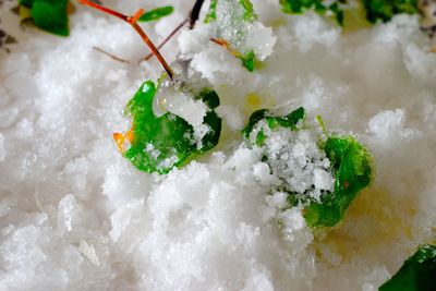 Close-up of ice cream in plate