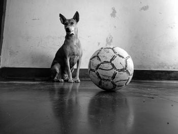 Portrait of cat with ball on floor