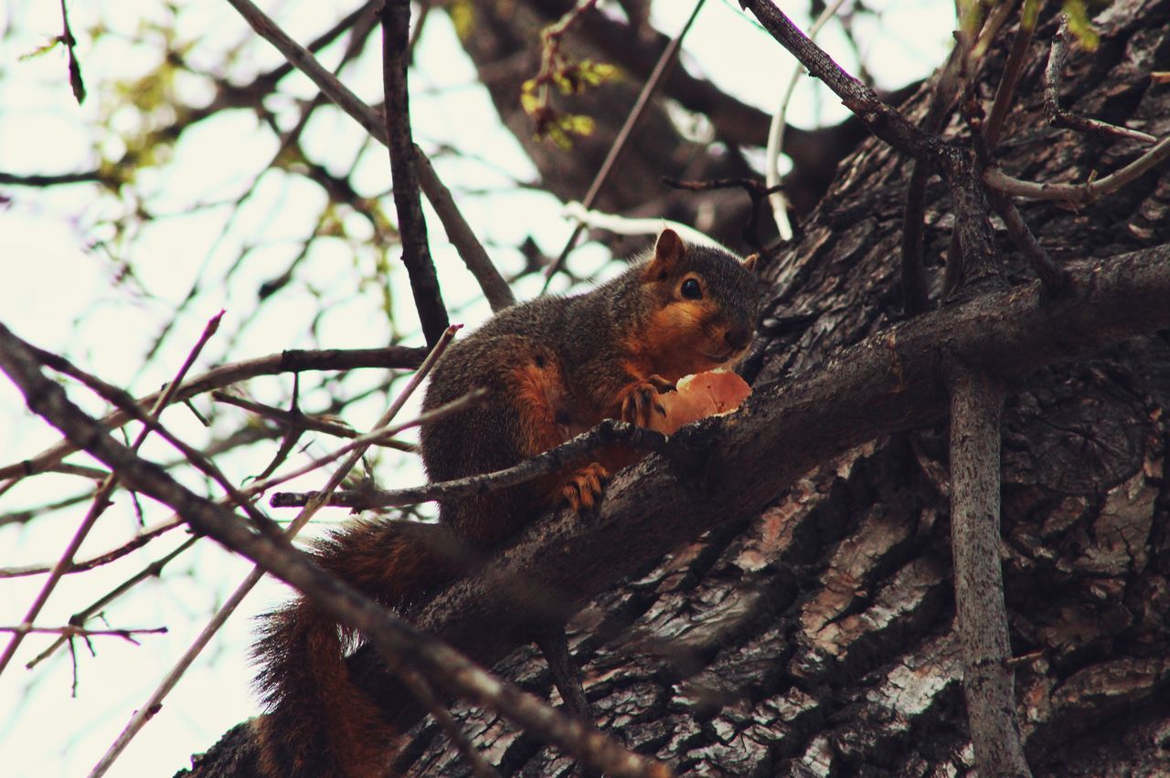 animal themes, one animal, tree, mammal, branch, animals in the wild, wildlife, low angle view, squirrel, tree trunk, sitting, nature, vertebrate, zoology, focus on foreground, outdoors, brown, no people, looking away, day