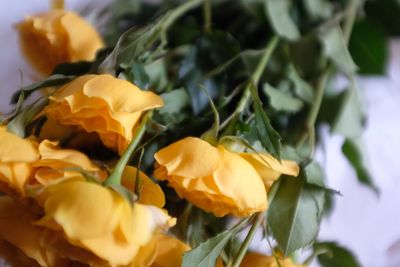 Close-up of yellow rose plant