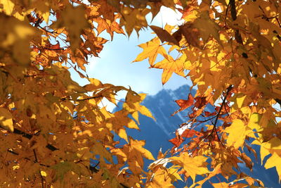 Low angle view of maple leaves on tree