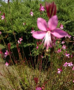 Close-up of pink flowers blooming in field