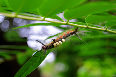 Close-up of butterfly on leaf