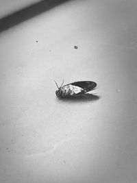 Close-up of insect on wall