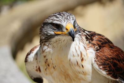 Close-up portrait of eagle 