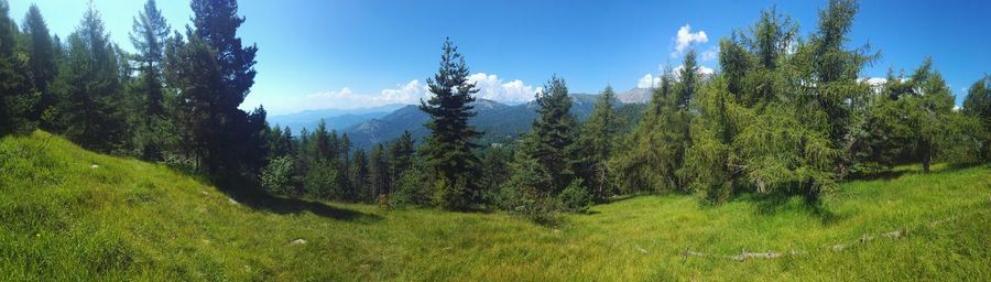 Panoramic view of trees on field against sky