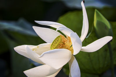 Beautiful lotus flower