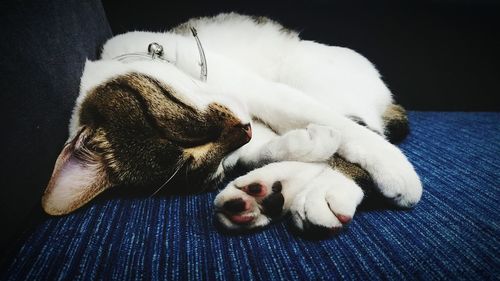 Close-up of dog sleeping