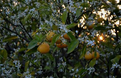 Close-up of fruits on tree