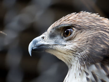 Close-up of eagle