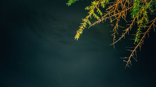 Close-up of tree branch at night