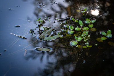 Close-up of plant on water 