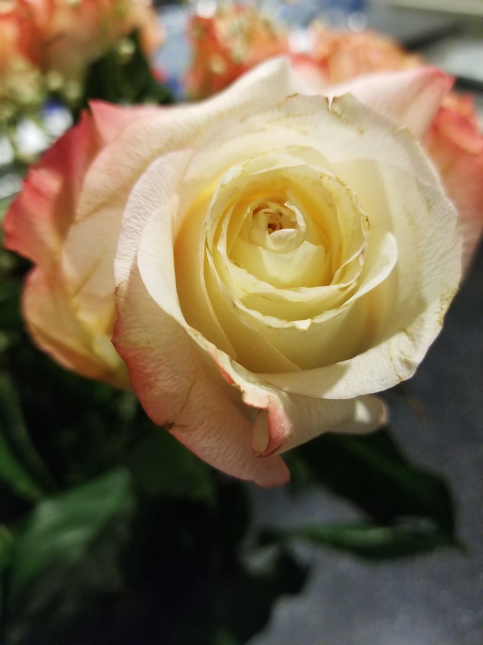 rose, flowering plant, flower, freshness, beauty in nature, rose - flower, plant, inflorescence, vulnerability, close-up, flower head, petal, fragility, holding, nature, human hand, human body part, hand, one person, finger