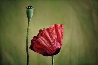 Close-up of red poppy flower