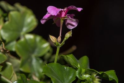 Close-up of pink flowering plant