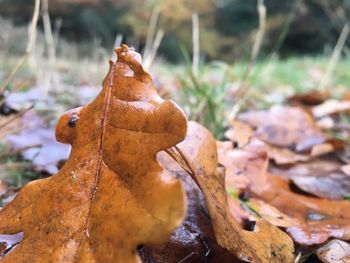 Close-up of dry leaf fallen on tree