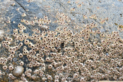 Full frame shot of lizard