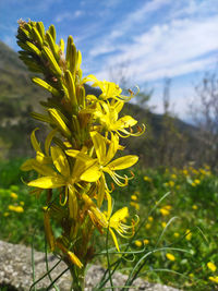 Close-up of yellow flowering plant on field