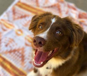 Close-up portrait of a puppy 