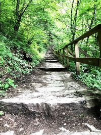 Footpath amidst trees in forest