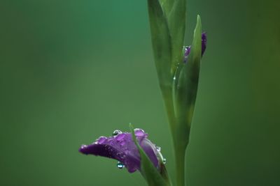 Close-up of wet purple flower