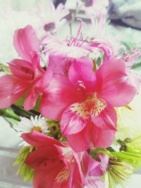 Close-up of pink flower