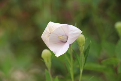 Close-up of white flowering plant