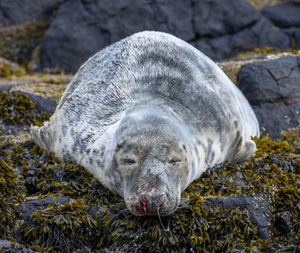 Close-up of animal lying on rock