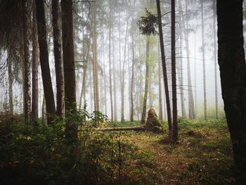 Trees in forest