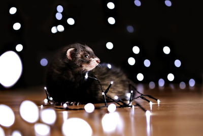 Close-up of rodent on hardwood floor in illuminated room