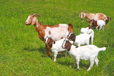 High angle view of dog on field