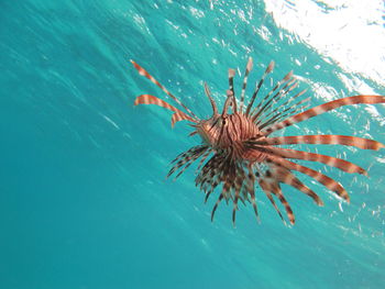 Lion Fish in