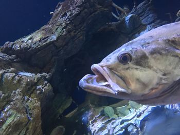 Close-up of fish swimming in sea