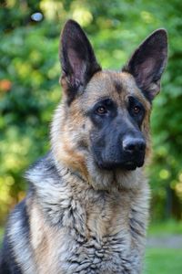 Close-up portrait of a dog